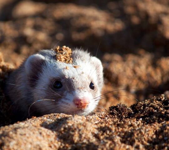 Clínica Veterinaria Arandilla Clínica Veterinaria Arandilla