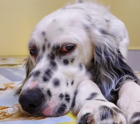 Clínica Veterinaria Argos Burlada