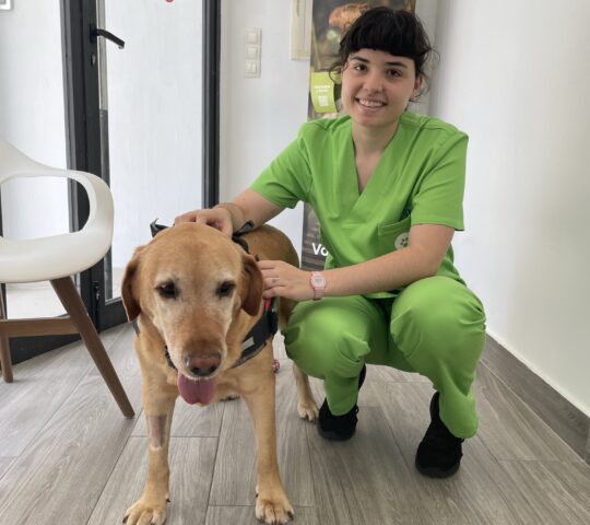 Clínica Veterinaria Artemisa Clínica Veterinaria Artemisa