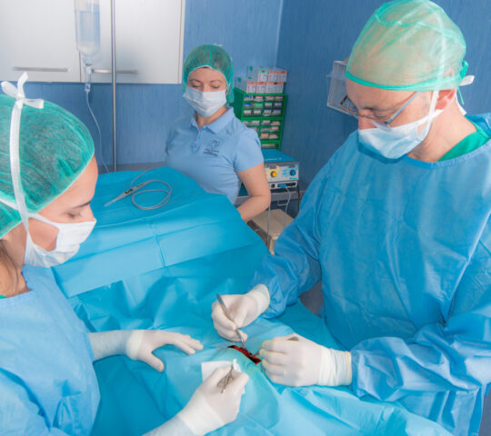 Clínica Veterinaria Bolta