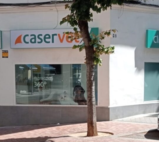 Clínica Veterinaria Caservet Pilar de Zaragoza Clínica Veterinaria Caservet Pilar de Zaragoza