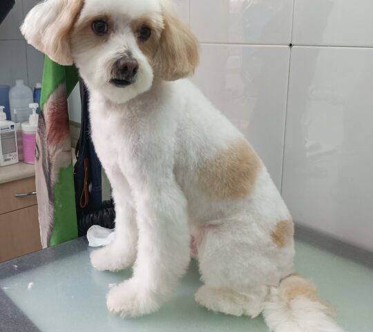 Clínica Veterinaria Castelao