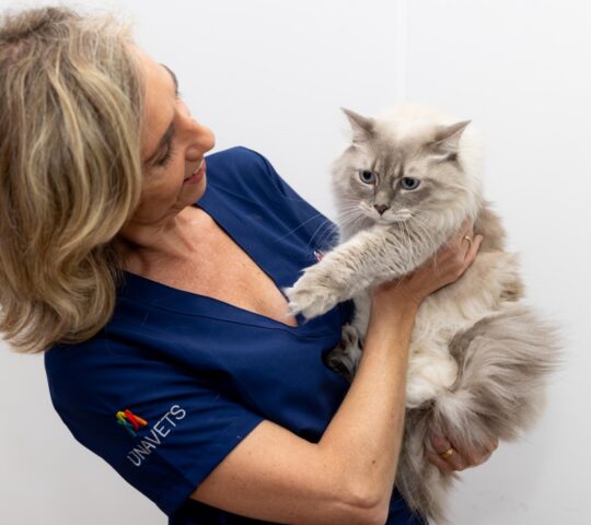 Clinica Veterinaria Coso