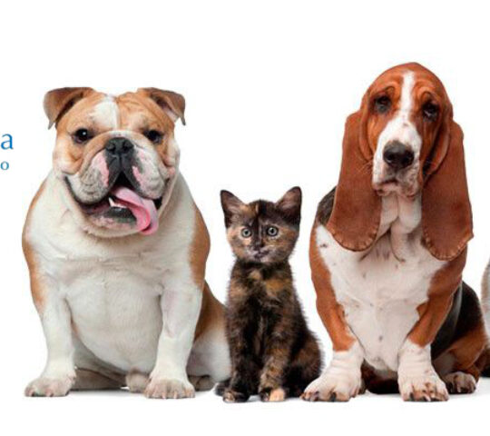 Clínica Veterinaria Del Sol | MiVet