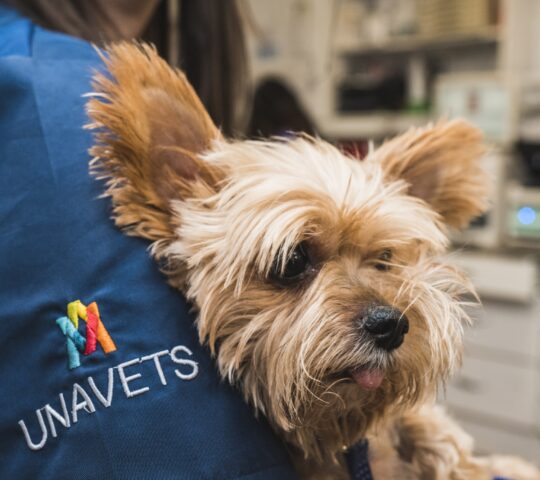 Centre Veterinari Del Pla