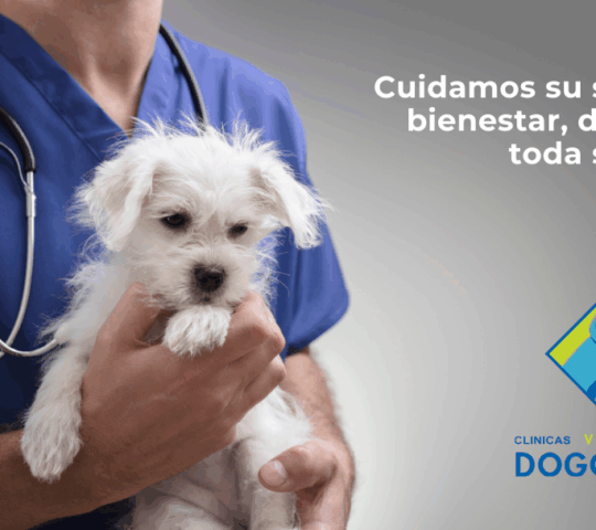 Clínica Veterinaria Dogo Azul Elviria
