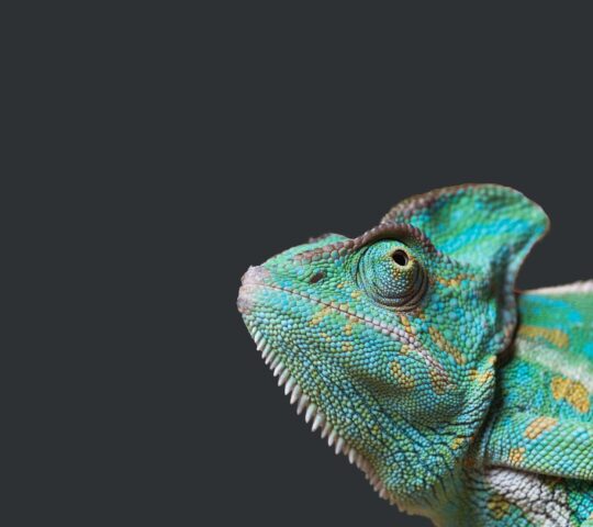 Clínica Veterinaria Exóticos Pluto