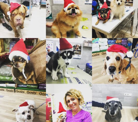 Clínica Veterinaria Fauno