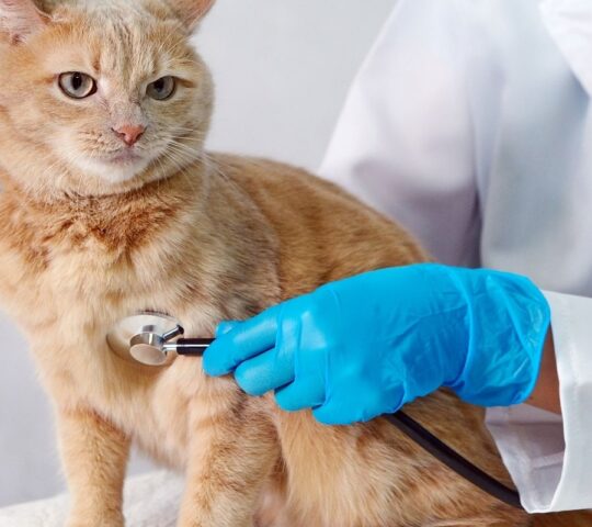 Clínica Veterinària Gàtika – Veterinario Hospitalet