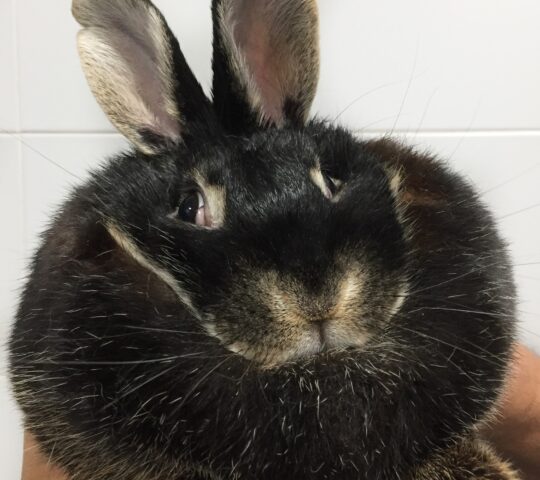 Clínica Veterinaria Gerardo Rojo Clínica Veterinaria Gerardo Rojo