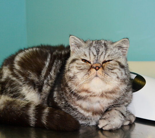 Clínica Veterinària Grimm (Veteralia) Clínica Veterinària Grimm (Veteralia)