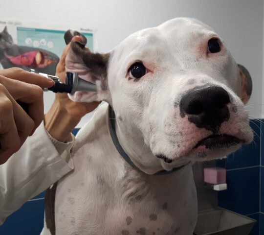 Clínica Veterinaria Jeremías