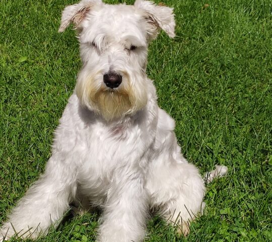 Clínica Veterinaria La Flecha Clínica Veterinaria La Flecha