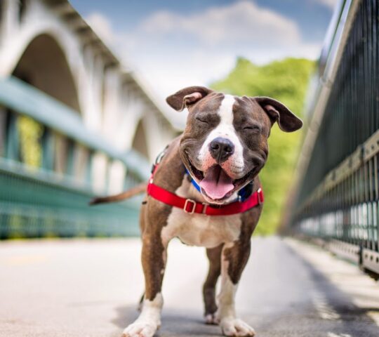 Clinica Veterinaria MARITIM – Cárdenas