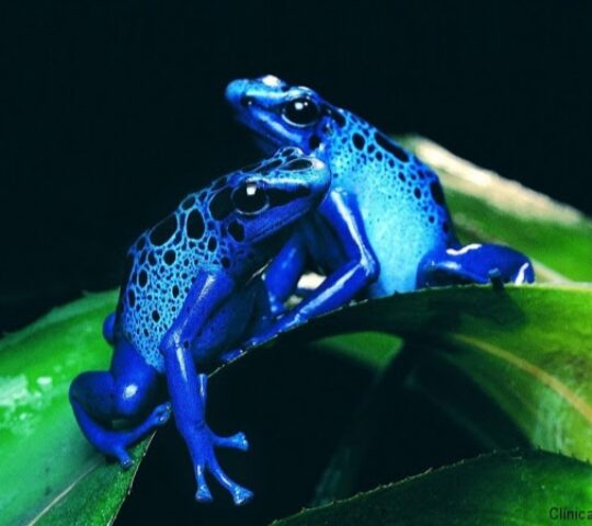 Clínica Veterinaria Madagascar Clínica Veterinaria Madagascar