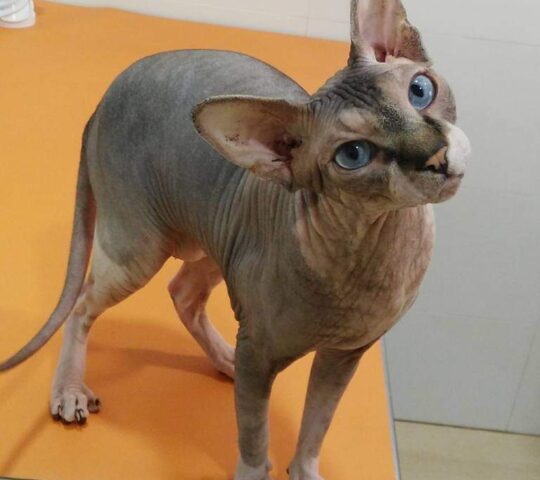 Clínica Veterinària Món Viu Orriols