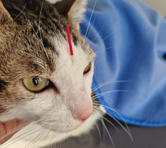 Clinica Veterinaria Montecerrao