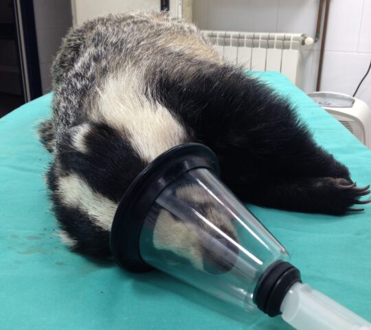 Clinica Veterinaria Nacho Torcida