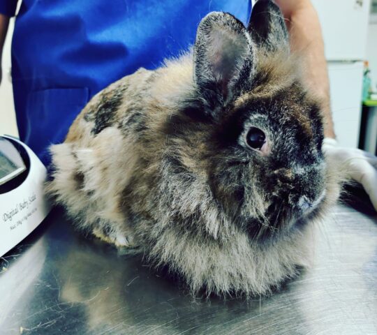 Clinica Veterinaria Oliveros (veterinario Almería)