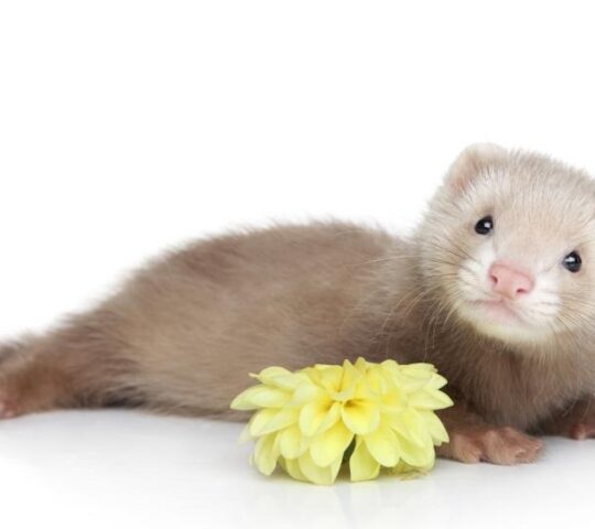 Clínica Veterinària Quiros