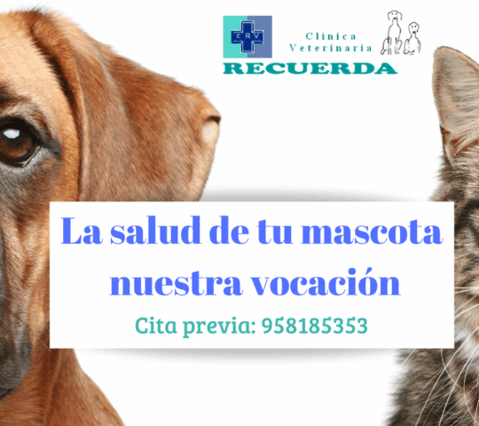 Clínica Veterinaria Recuerda Clínica Veterinaria Recuerda