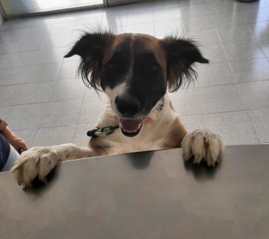 Clínica Veterinaria S’Arenal Clínica Veterinaria S’Arenal