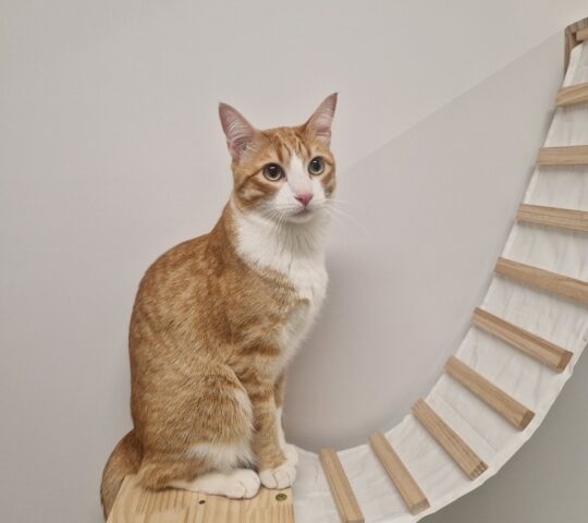 Clínica Veterinaria Sant Marc