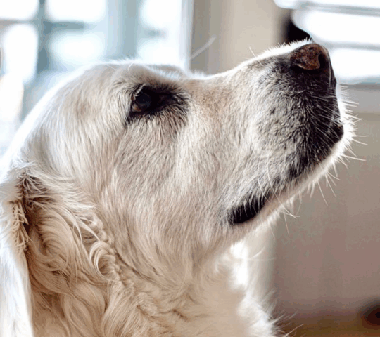 Clinica Veterinaria Santa Olalla