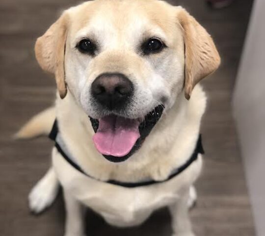 Clínica Veterinaria Somo (Urgencias 722614410)