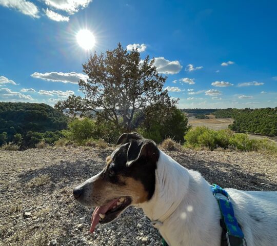 Clínica Veterinaria Tirso de Molina