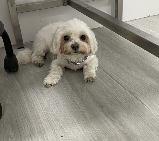 Clínica Veterinaria Valentia- Dr Alicia Robles