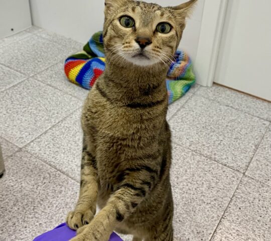 Clínica Veterinaria Valvanera