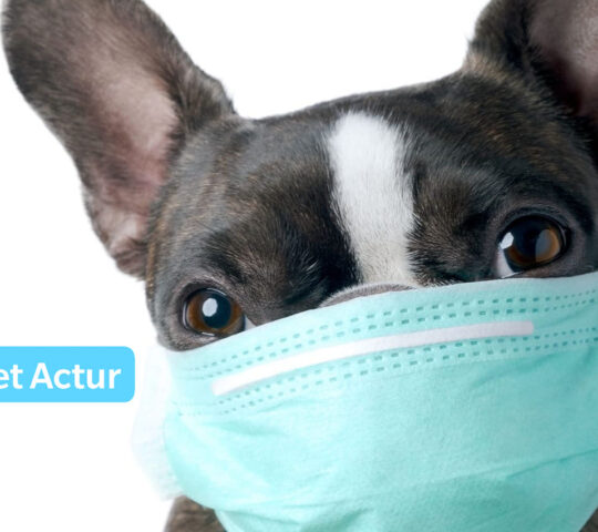 Clínica Veterinaria Valvet Actur