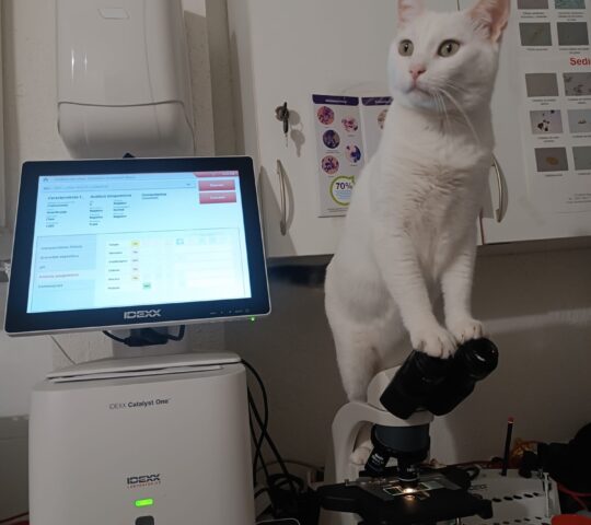 Clínica Veterinària Vet family