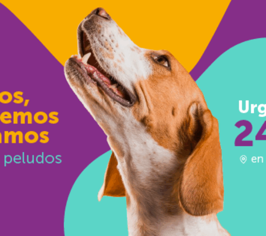 Clínica Veterinaria Vetsur – Fuengirola URGENCIAS Clínica Veterinaria Vetsur – Fuengirola URGENCIAS