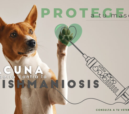 Clinica Veterinaria Wecan VeterJaén