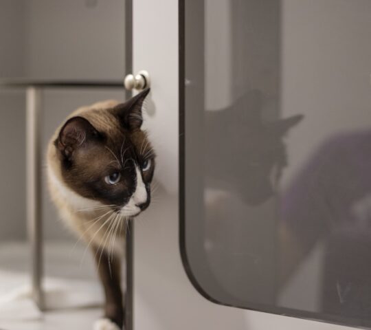 Clínica Veterinaria Zaratán