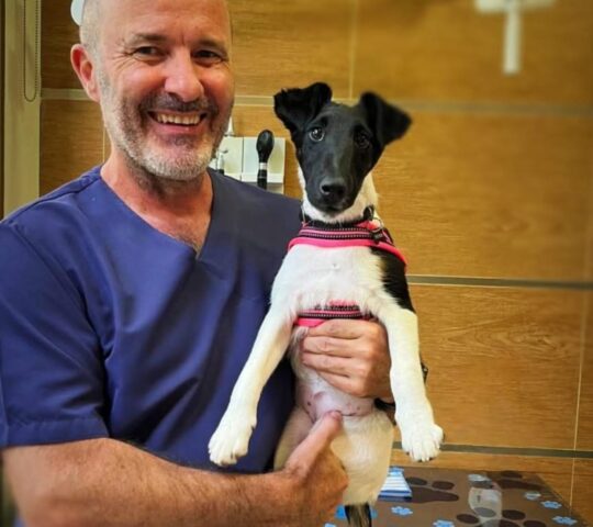 Clínica Veterinaria Zarpas y Bigotes