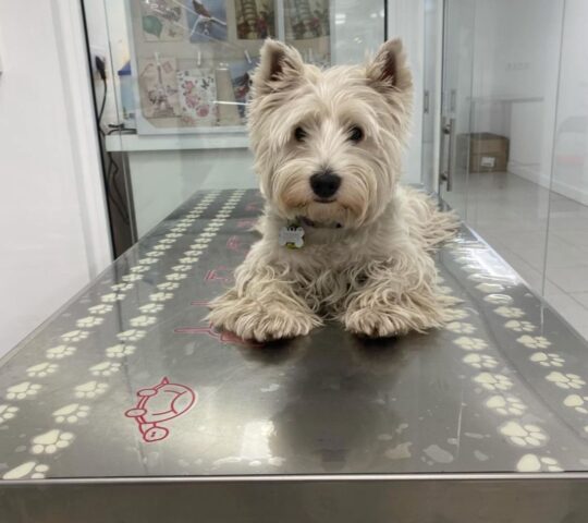 Clínica Veterinària de Catalunya