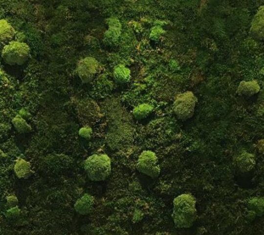 Clínica veterinaria Garellano