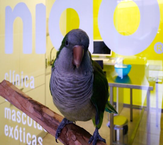 Clínica veterinària Nido