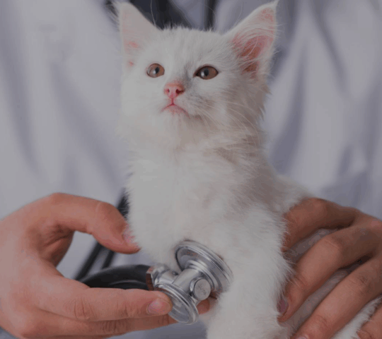 Consultorio Veterinario Santa Lucía