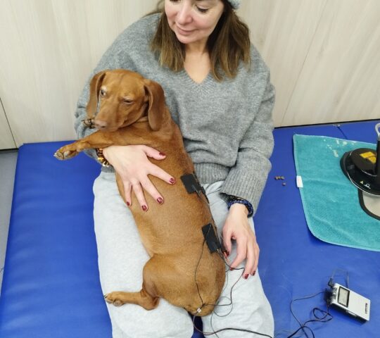 Crar Centre De Rehabilitació Animal De Referència