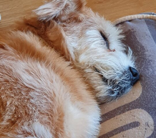 Cristina Carles. Veterinario nutricionista