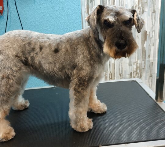 Cucos txakur ile-apaindegia