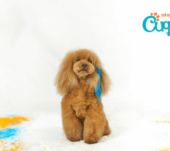 Cuquipet, peluquería de mascotas con ozonoterapia. Santander.