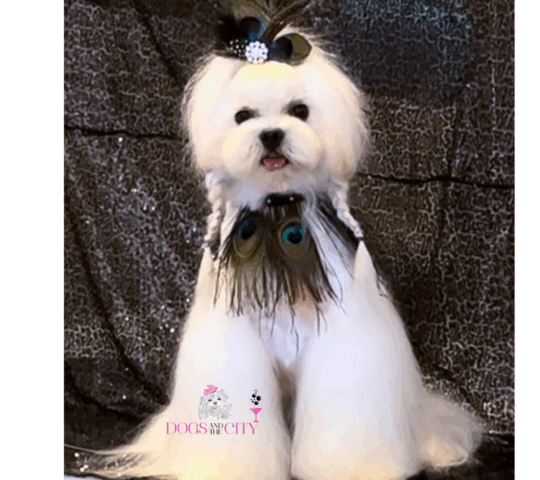 DOGS and the CITY peluquería canina Bilbao