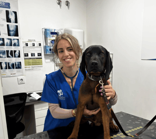 Darbon Veterinarios Huelva