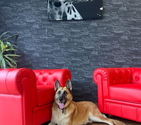 De Vil Salón Canino