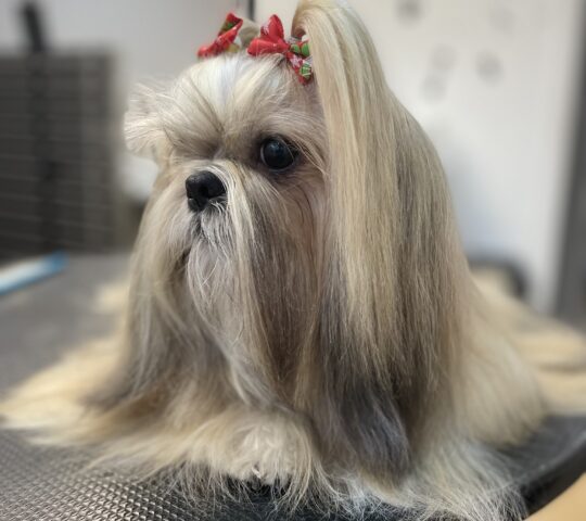 Diamond Style Dogs Diamond Style Dogs